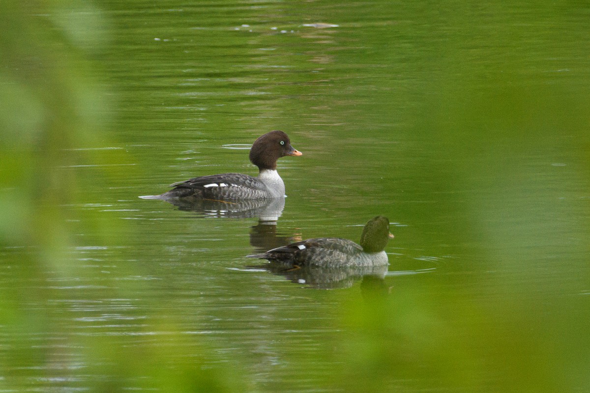 Barrow's Goldeneye - ML636521464