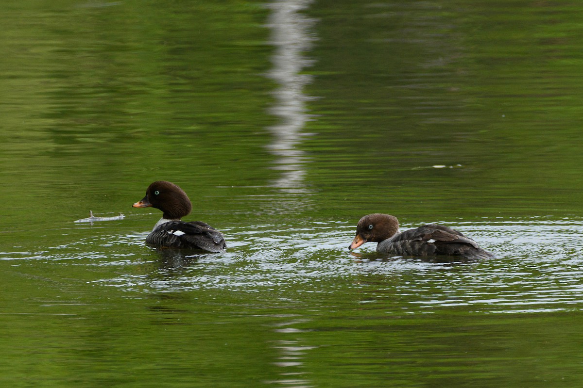 Barrow's Goldeneye - ML636521465