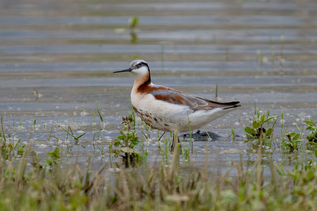 Wilson's Phalarope - ML636521475