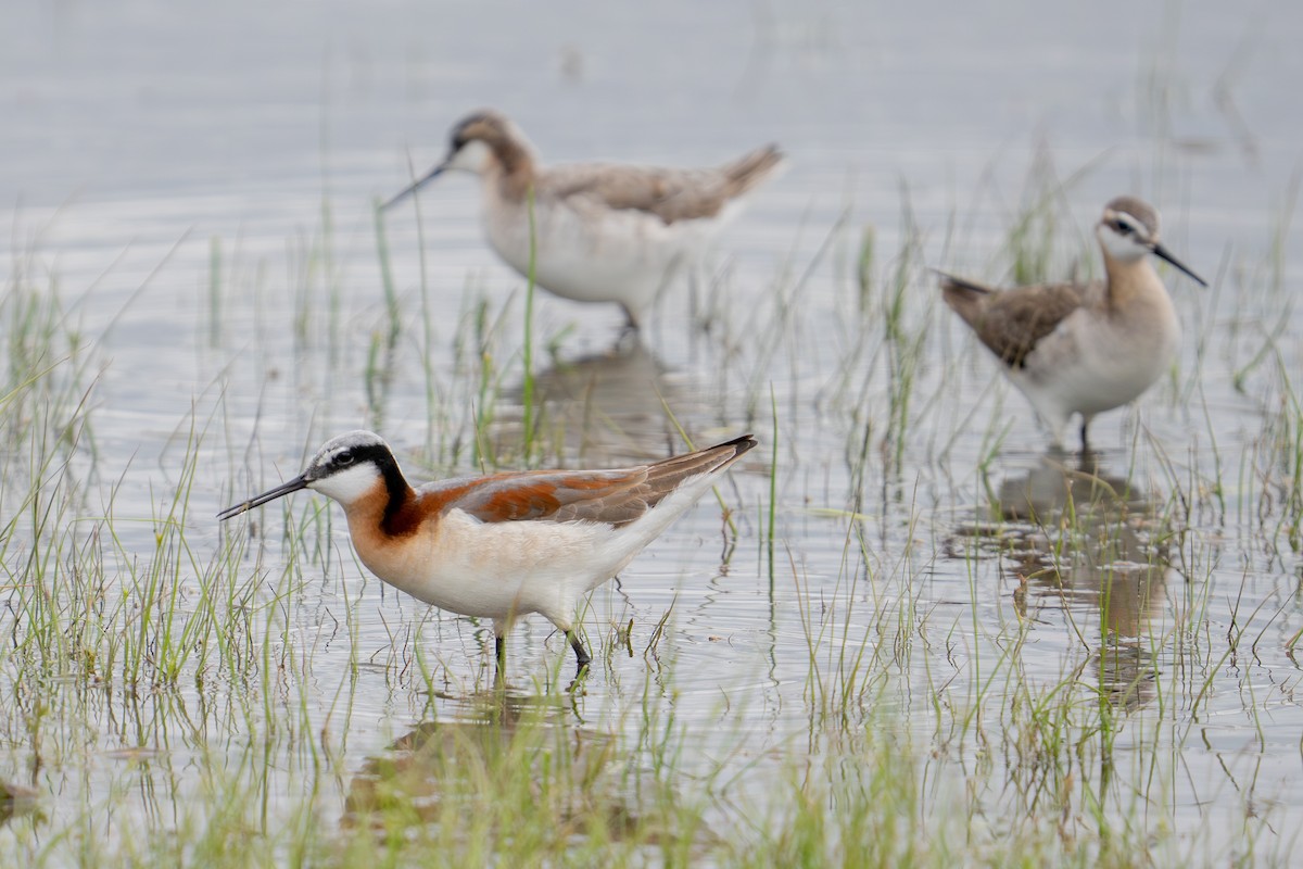 Wilson's Phalarope - ML636521476