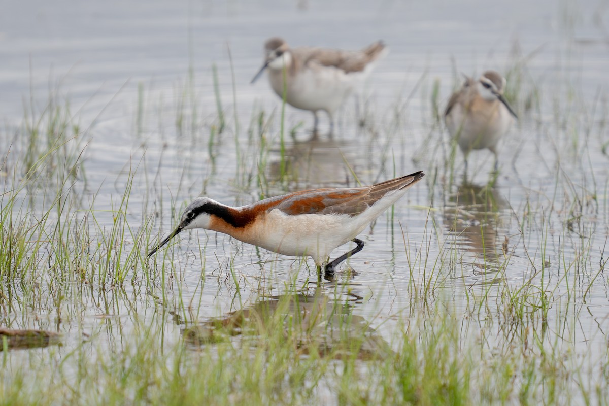 Wilson's Phalarope - ML636521477