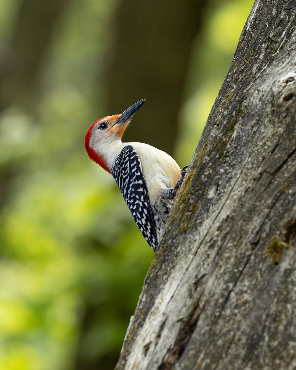 Red-bellied Woodpecker - ML636521506