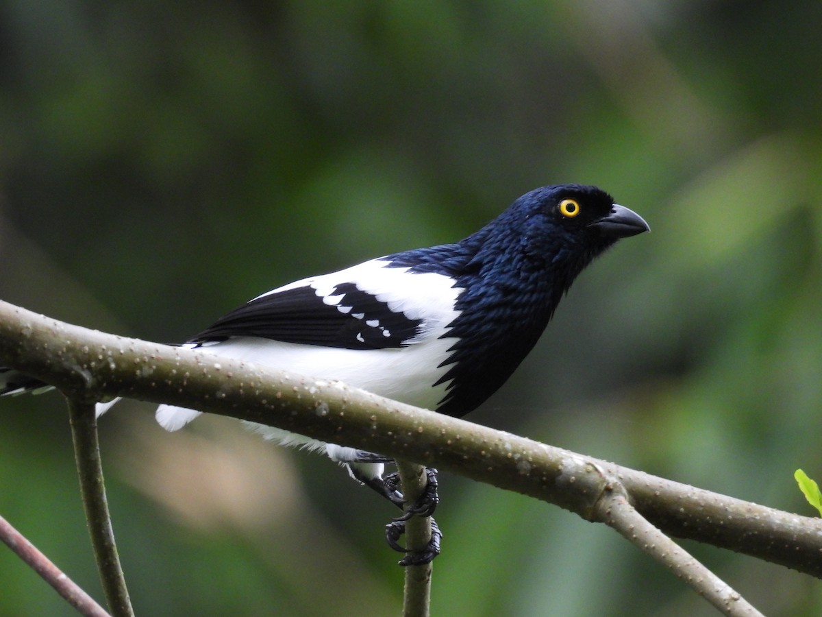 Magpie Tanager - ML636521516