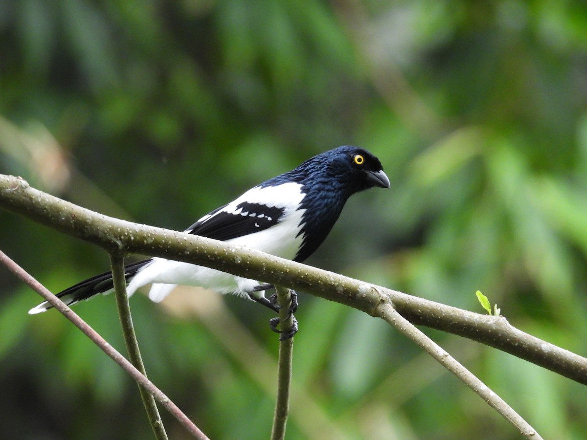Magpie Tanager - ML636521517