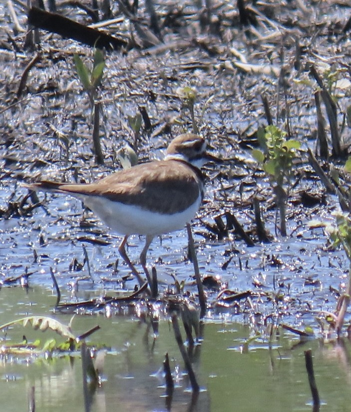Killdeer - ML636521570