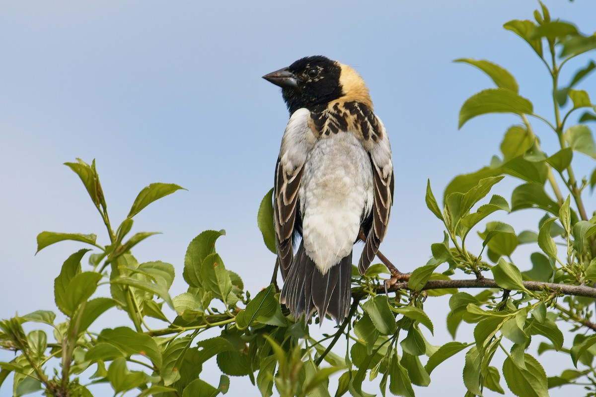 Bobolink - ML636521599