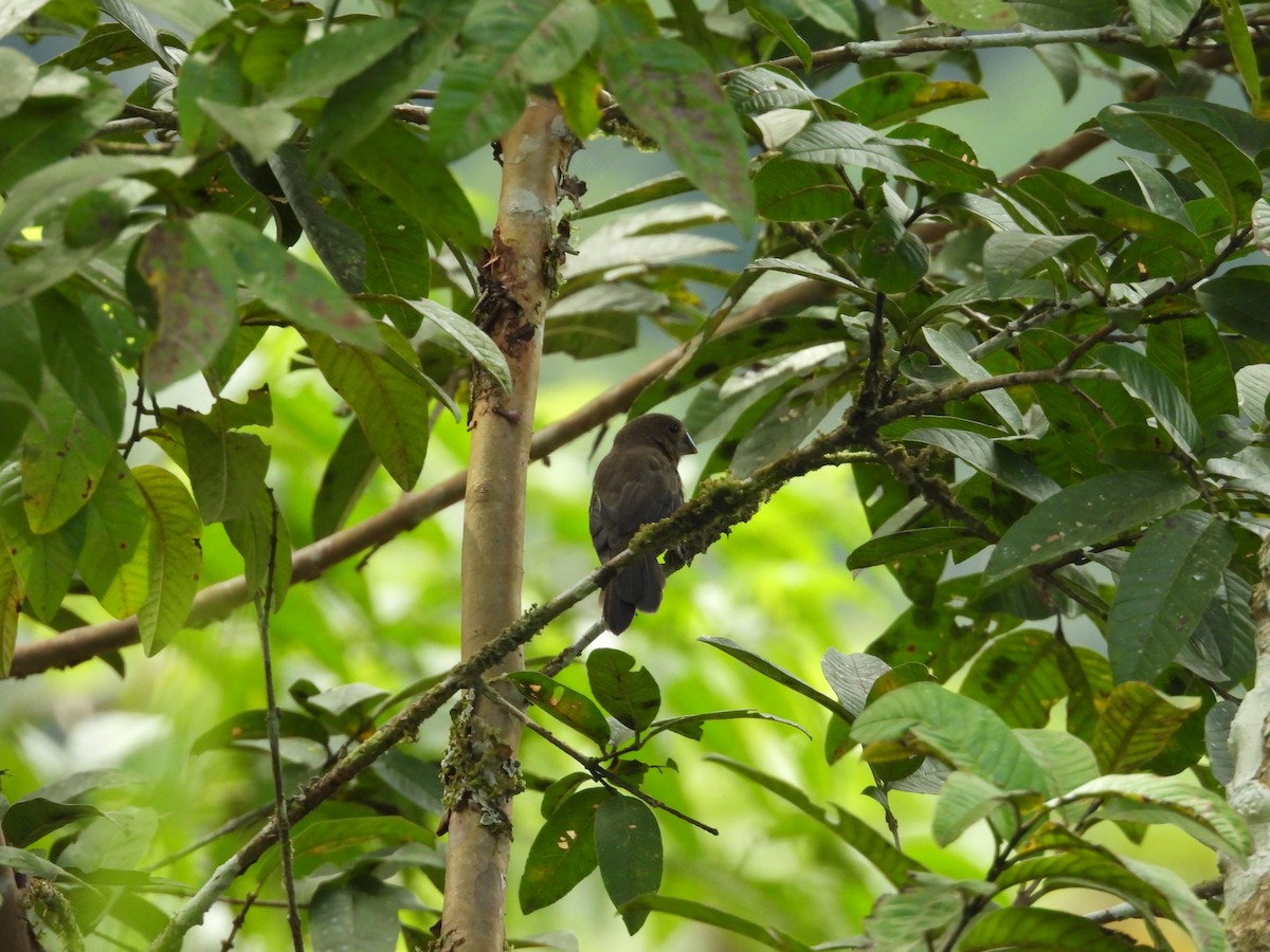 Black-billed Seed-Finch - ML636521632