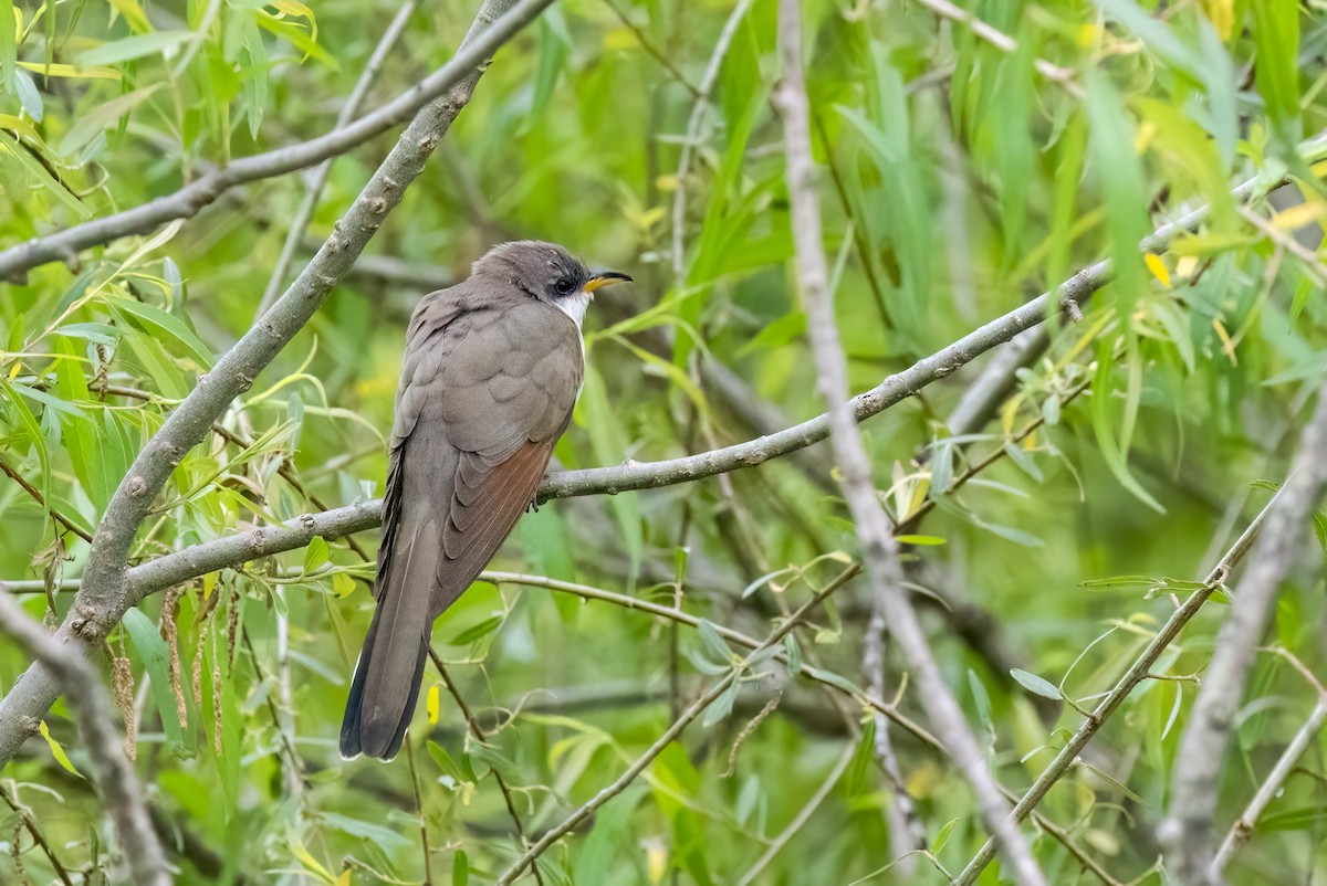 Yellow-billed Cuckoo - Kalpesh Krishna