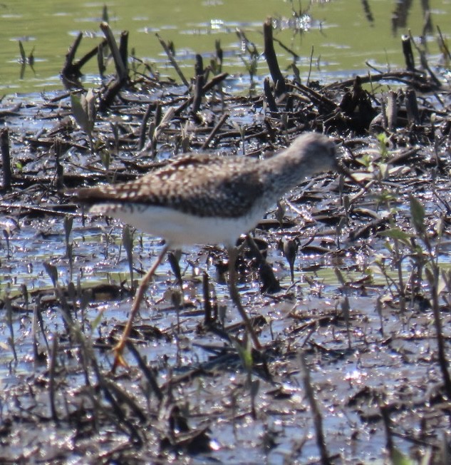 Solitary Sandpiper - ML636521702