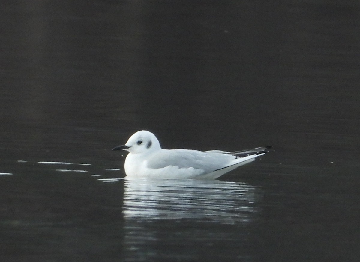 Bonaparte's Gull - ML636521723