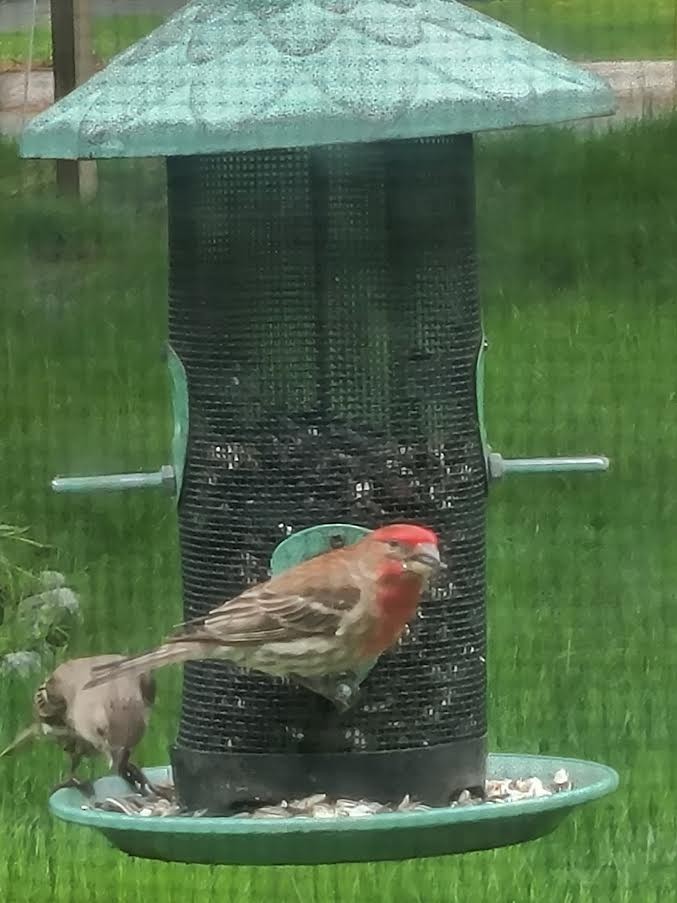 House/Purple Finch - ML636521897