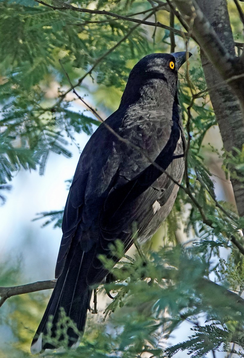 Pied Currawong - ML636521948