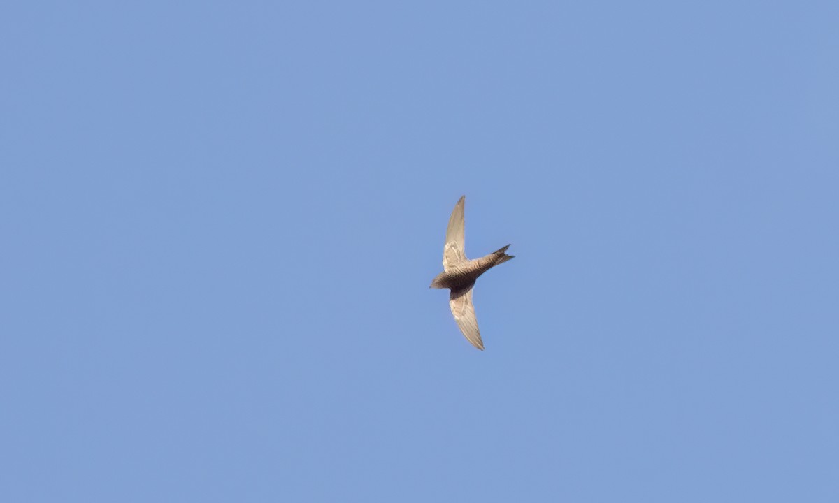 Nyanza Swift - ML636522006