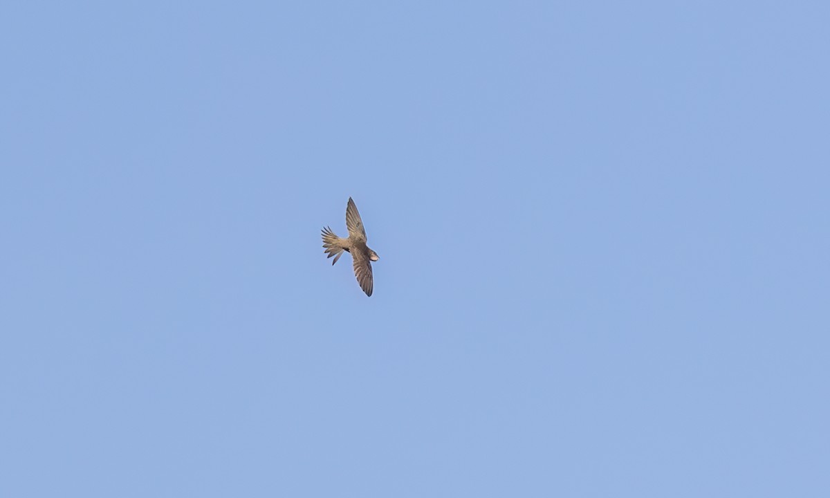Nyanza Swift - ML636522009