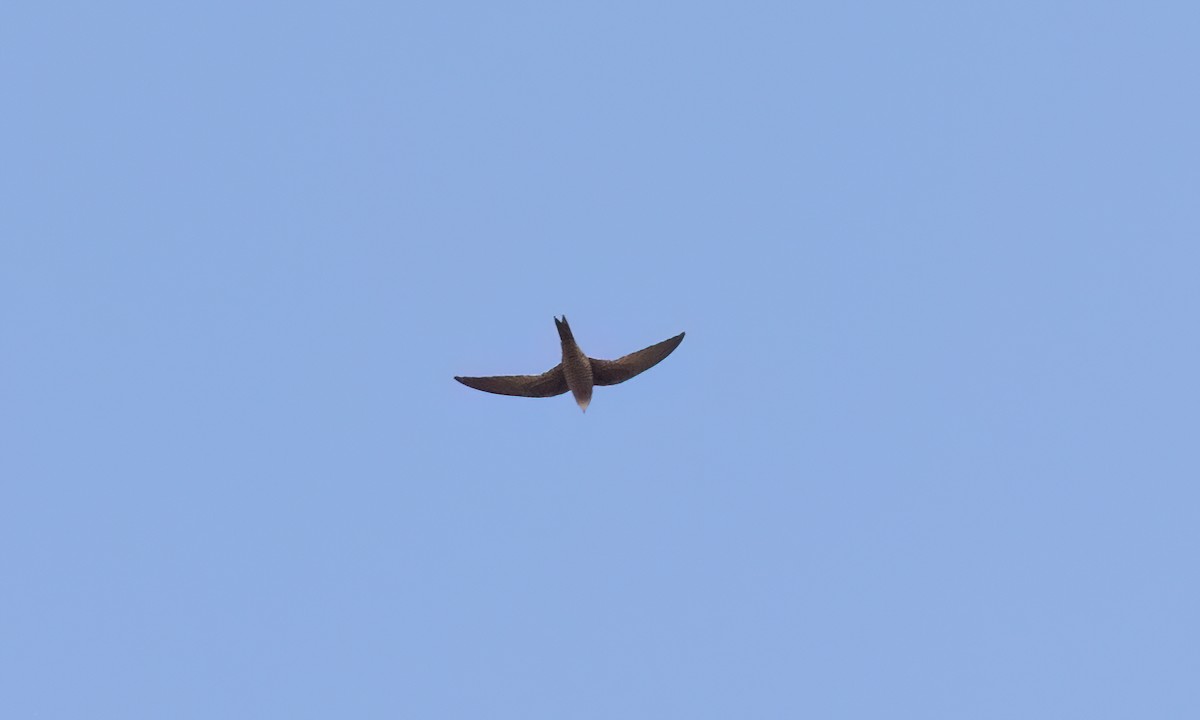 Nyanza Swift - ML636522010
