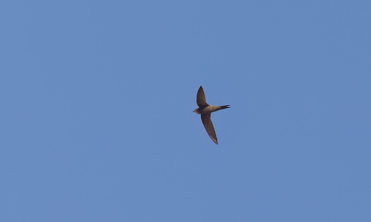 Nyanza Swift - ML636522011