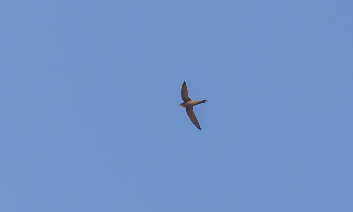 Nyanza Swift - ML636522012