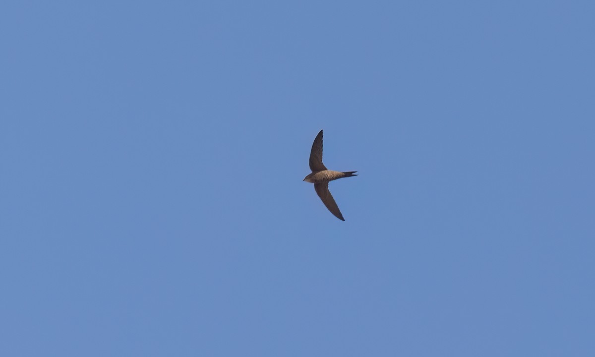 Nyanza Swift - ML636522013