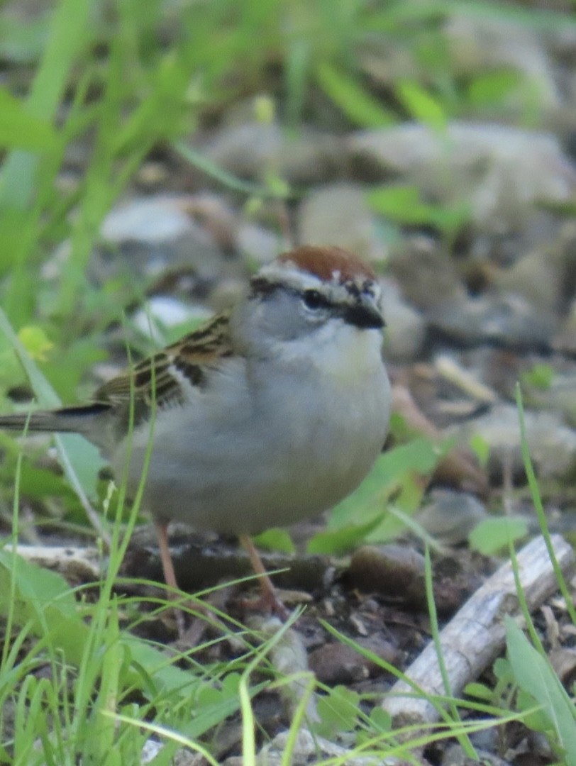 Chipping Sparrow - ML636522069