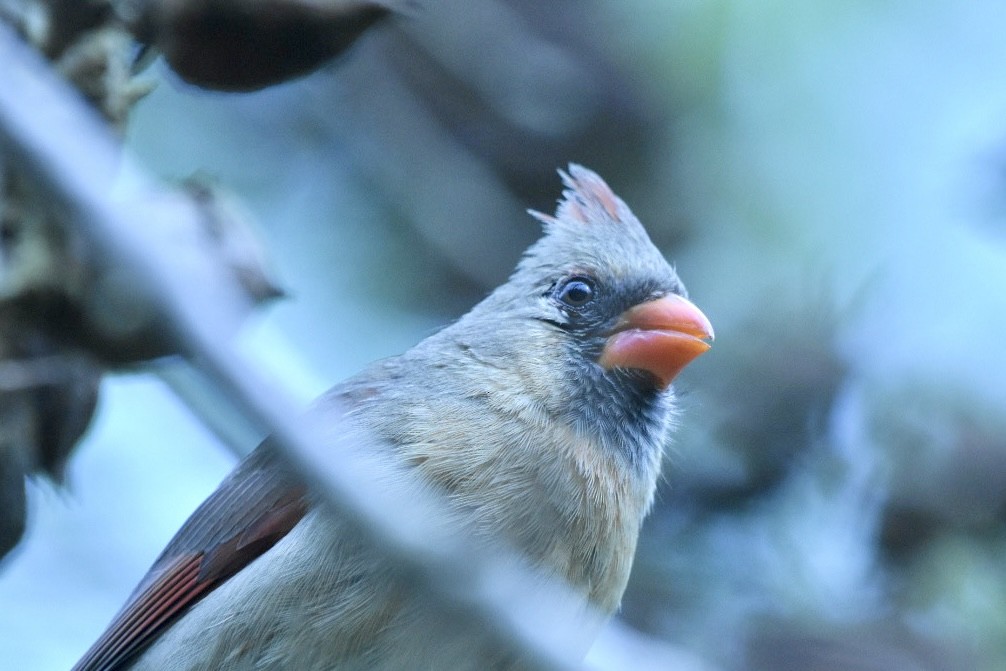 Northern Cardinal - ML636522081