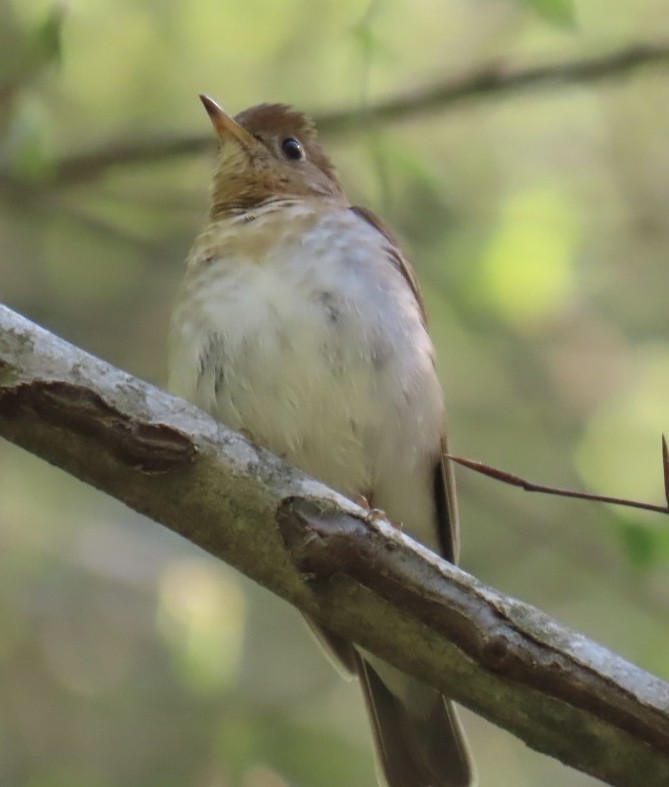 Veery - ML636522106