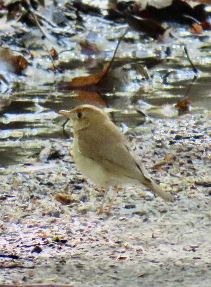 Veery - ML636522107