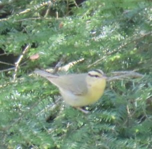 Worm-eating Warbler - ML636522124