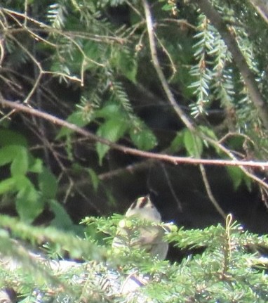 Worm-eating Warbler - ML636522125