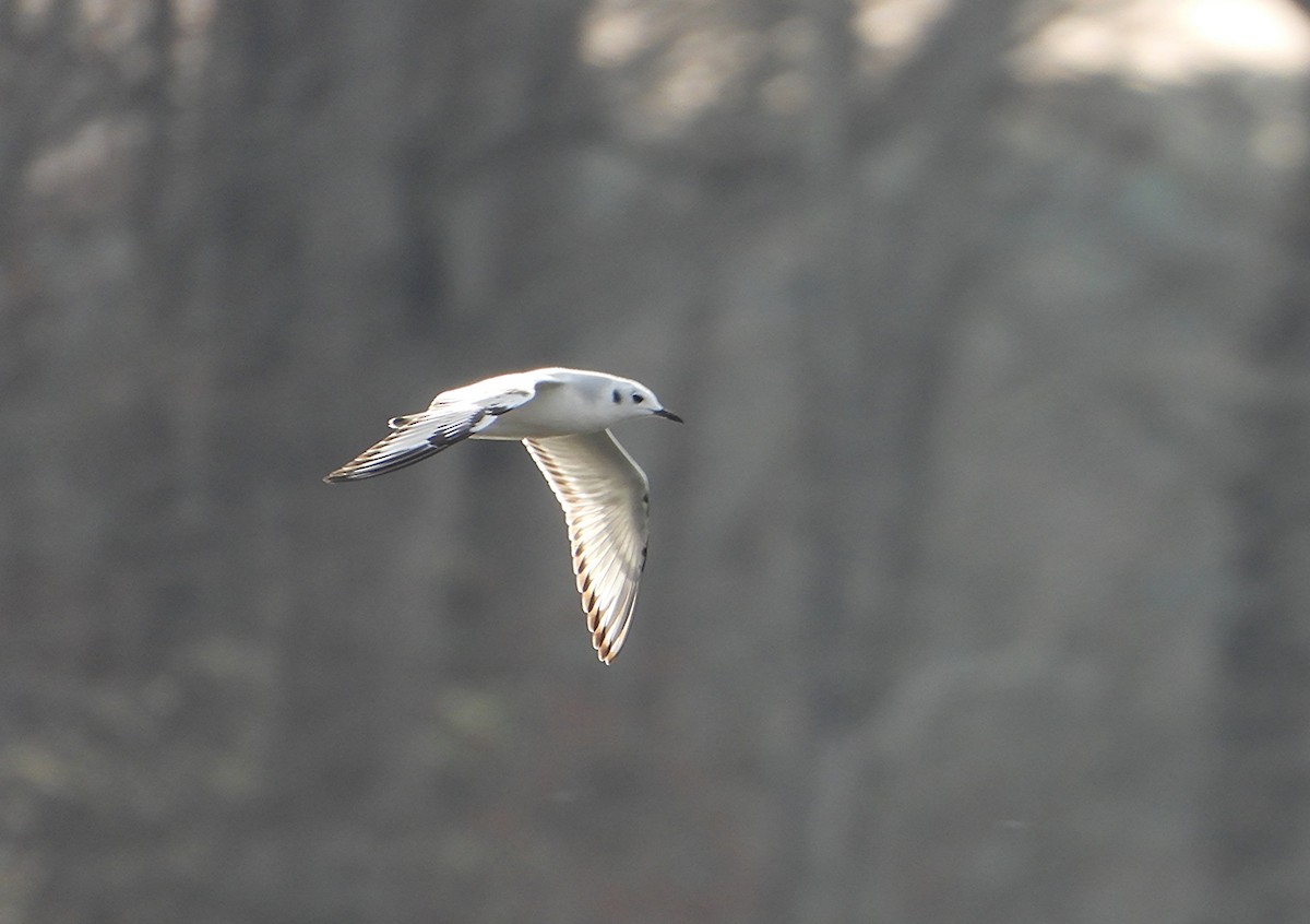 Bonaparte's Gull - ML636522219