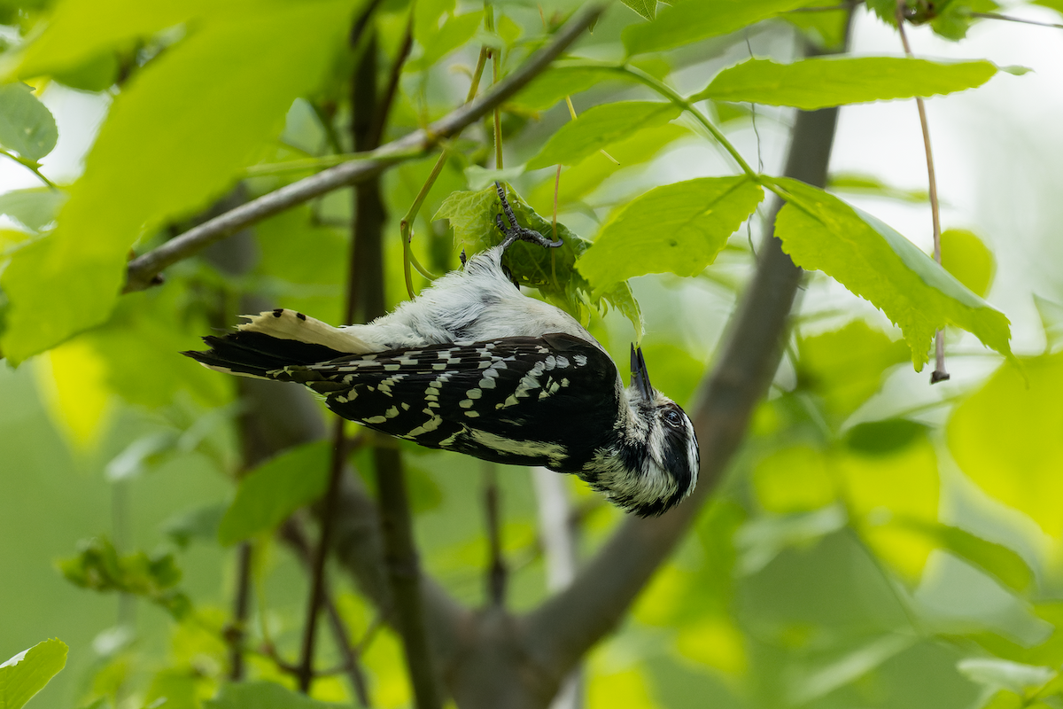 Downy Woodpecker - ML636522275