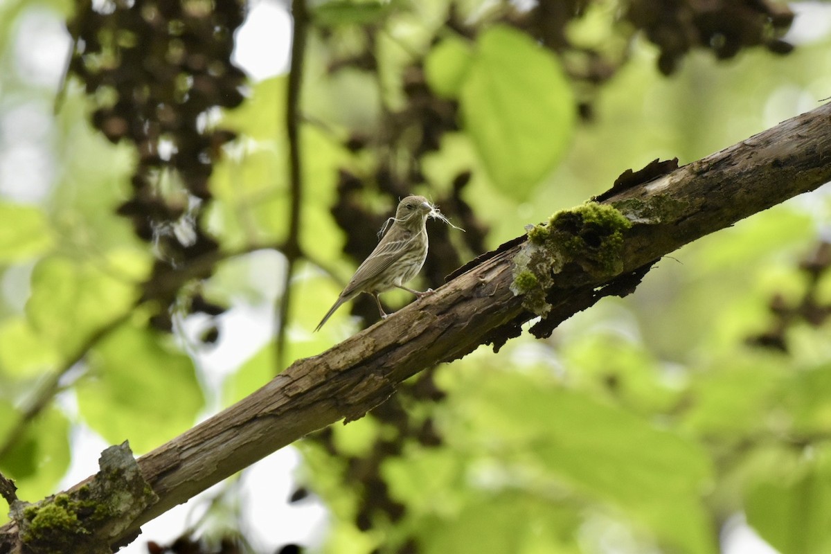 House Finch - ML636522281