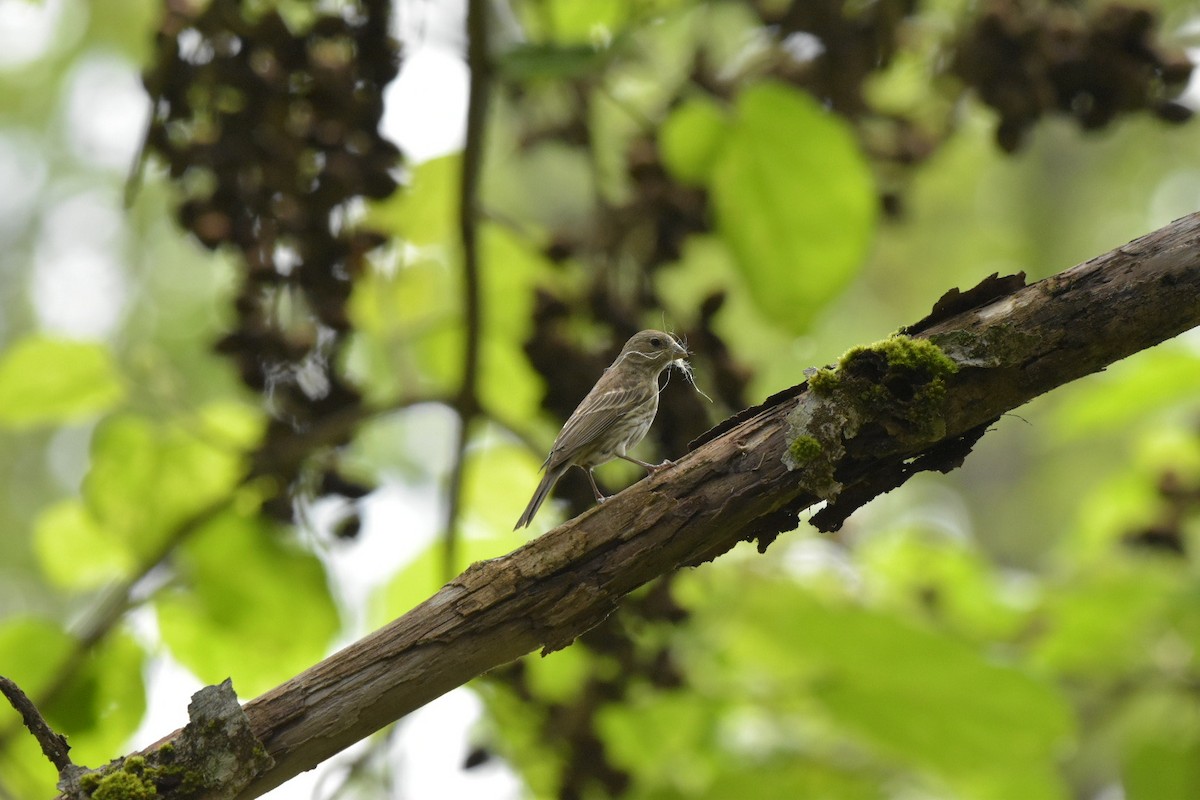 House Finch - ML636522282