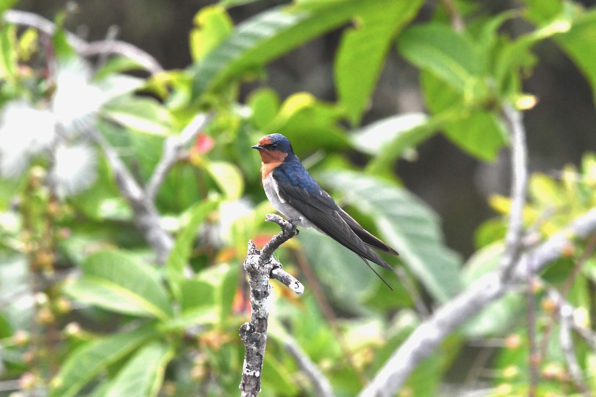 Welcome Swallow - ML636522411