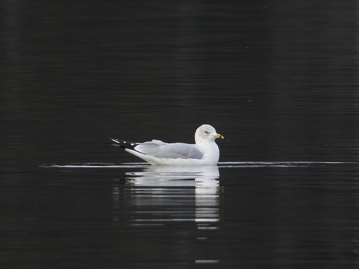 Ring-billed Gull - ML636522413