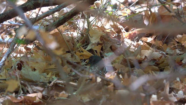Spotted Towhee - ML636522445
