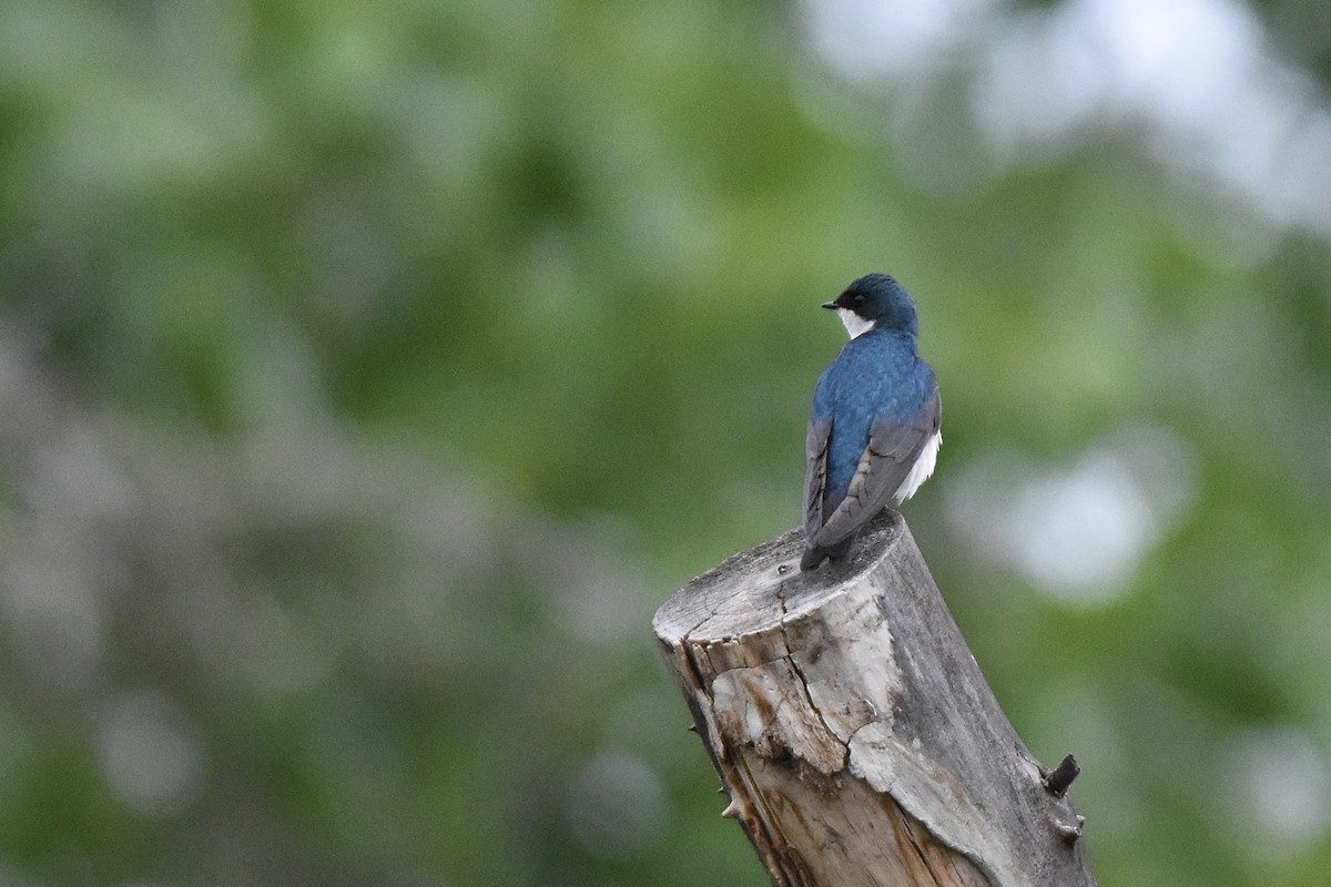 Tree Swallow - ML636522465