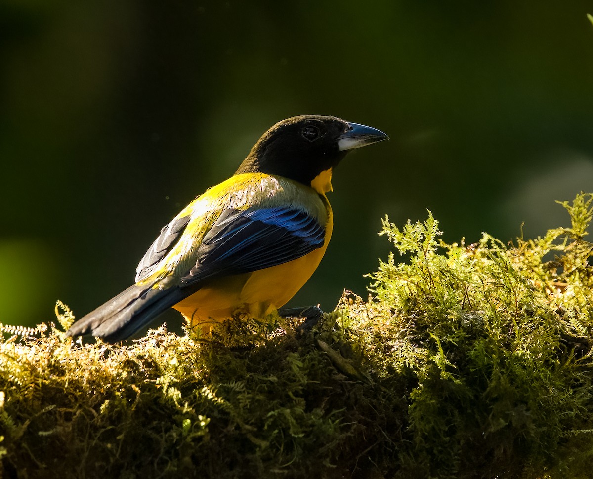 Black-chinned Mountain Tanager - ML636522564