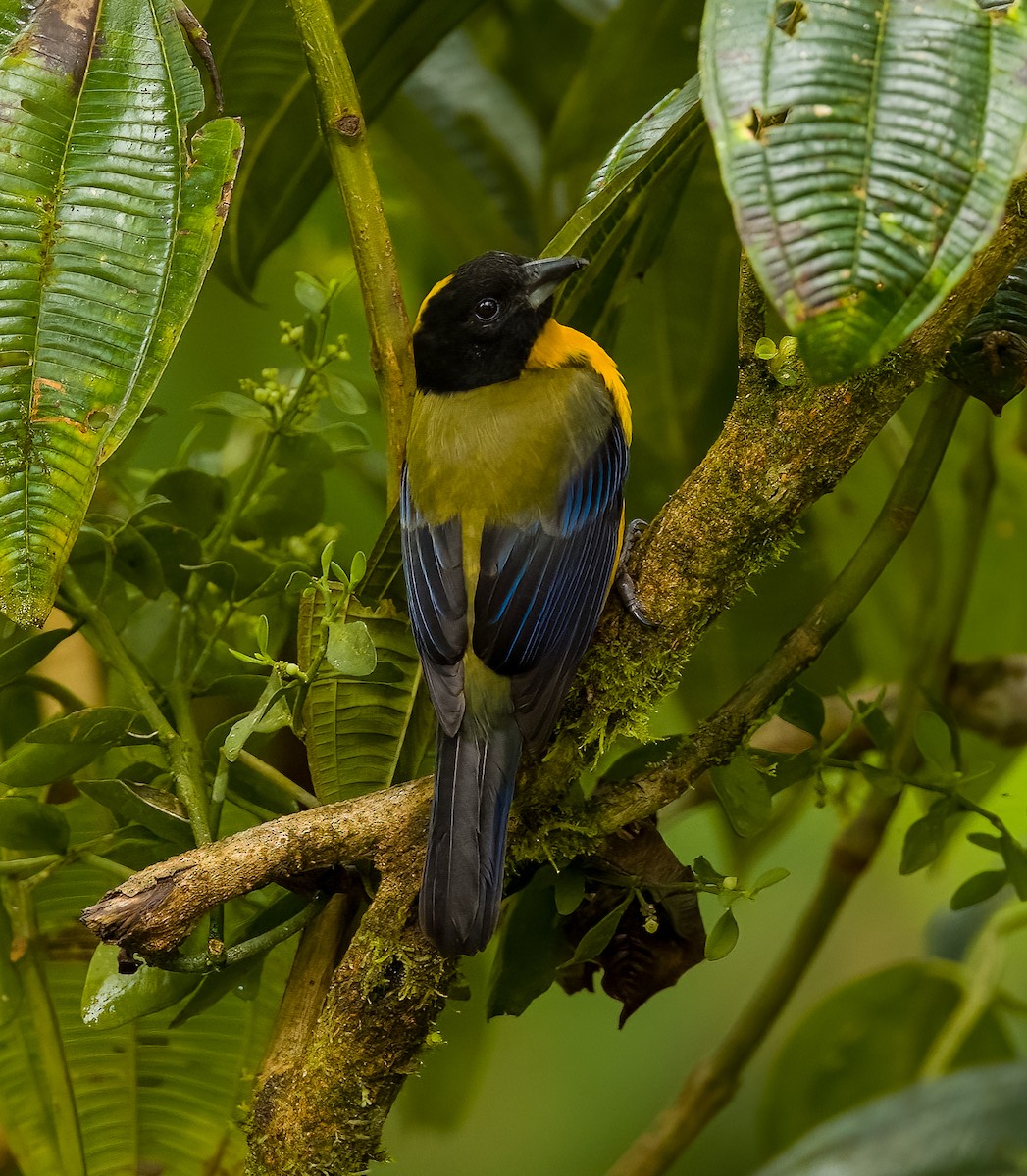 Black-chinned Mountain Tanager - ML636522566