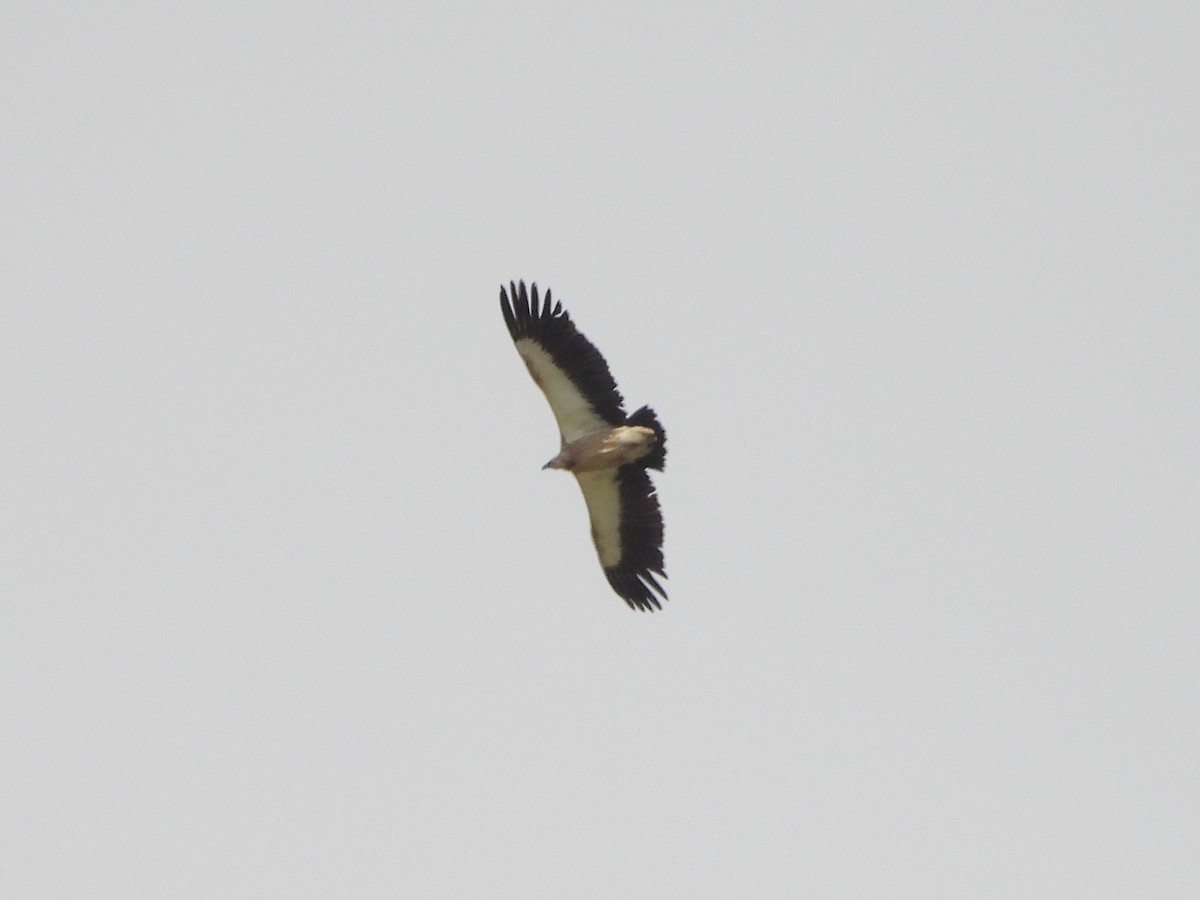 Himalayan Griffon - ML636522595