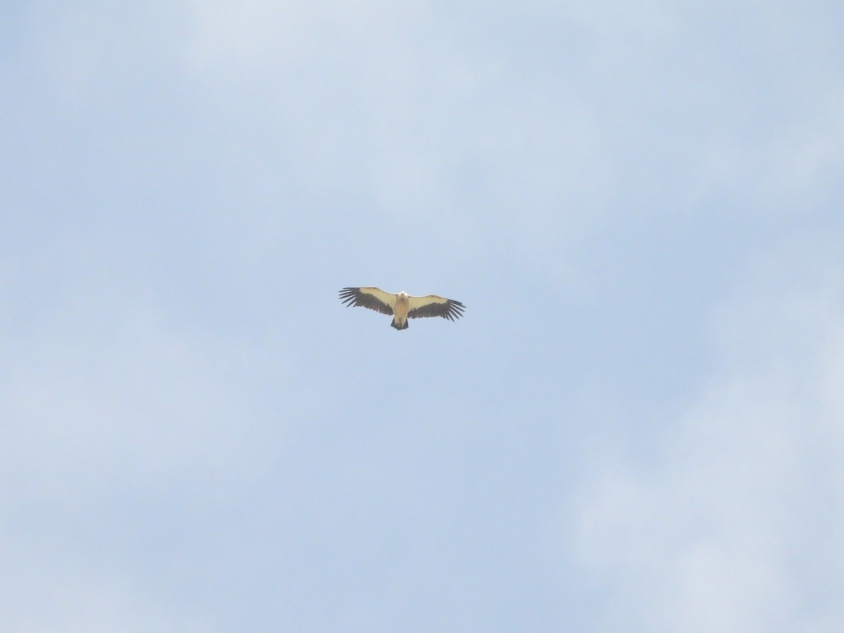 Himalayan Griffon - ML636522596