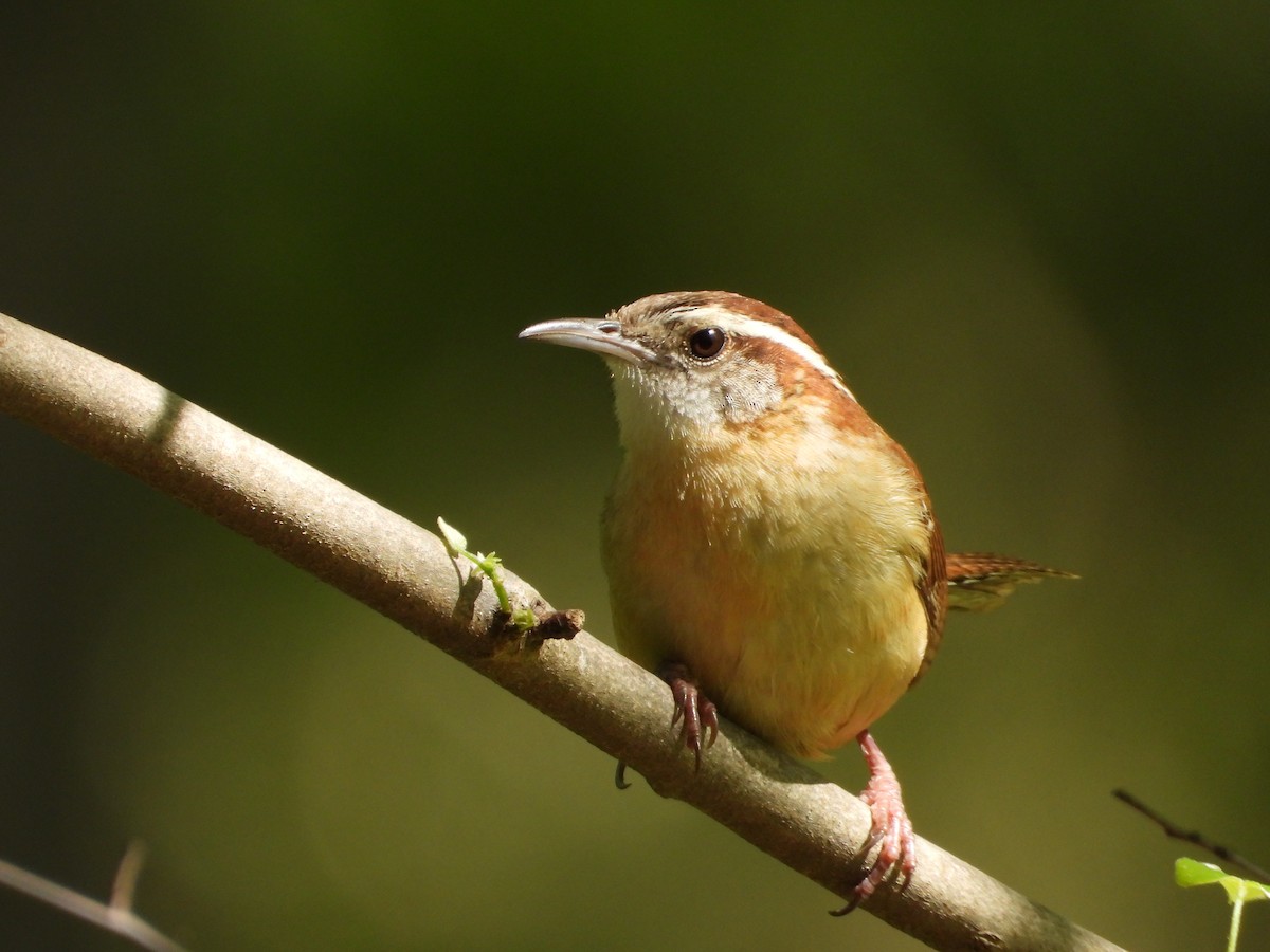 Carolina Wren - ML636522806
