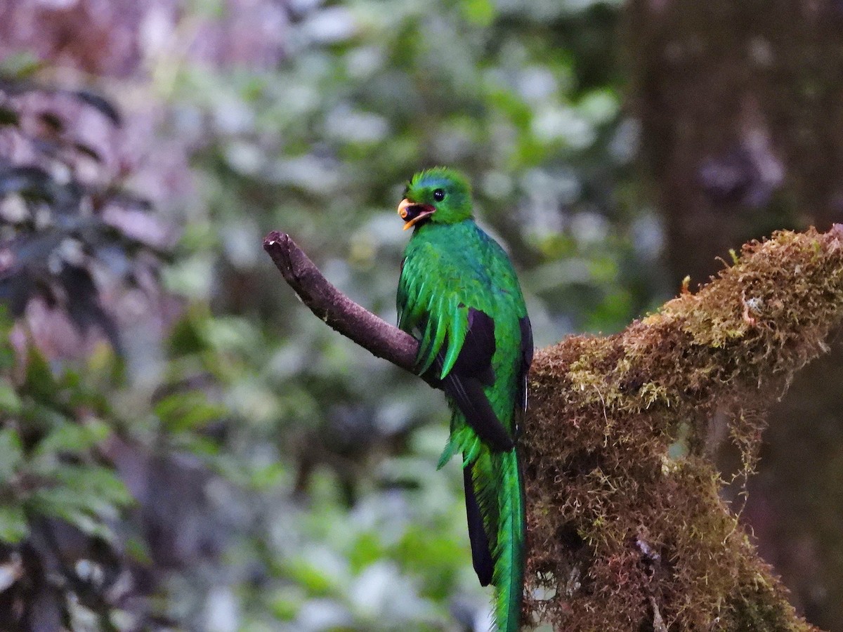 Resplendent Quetzal - ML636522907