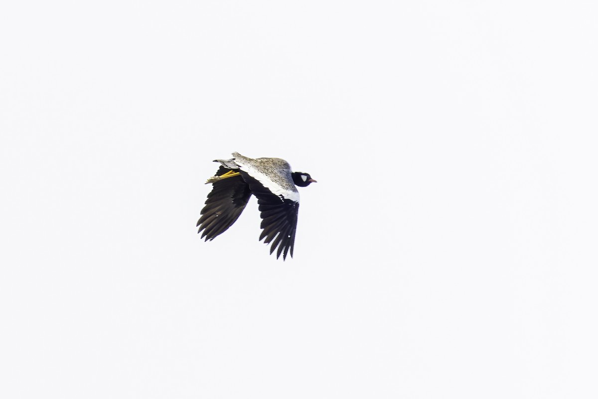 Black Bustard - ML636522967