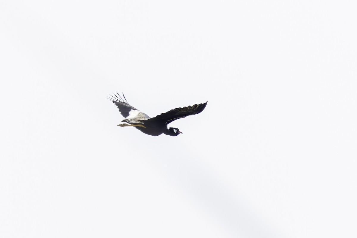 Black Bustard - ML636522968