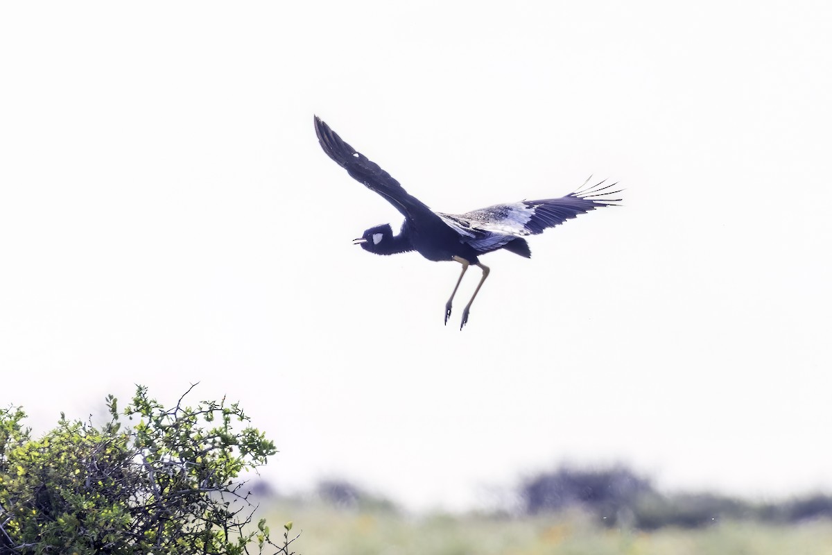 Black Bustard - ML636522969