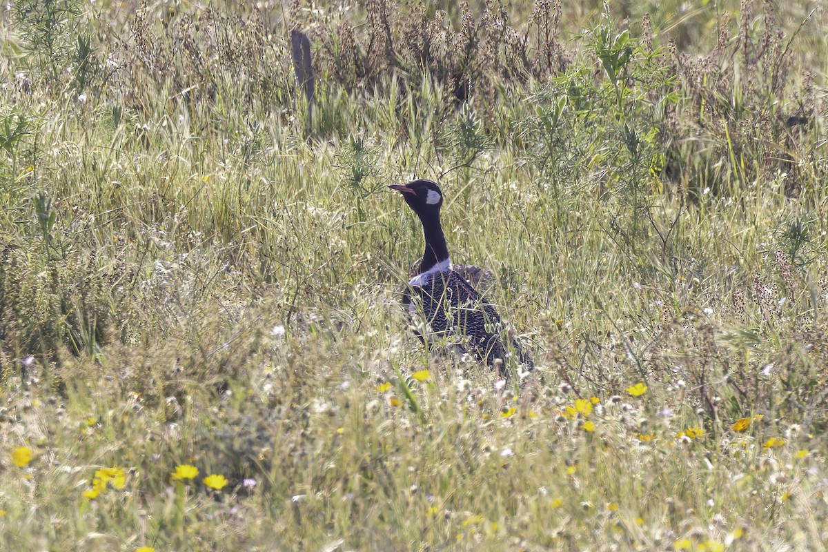 Black Bustard - ML636522970