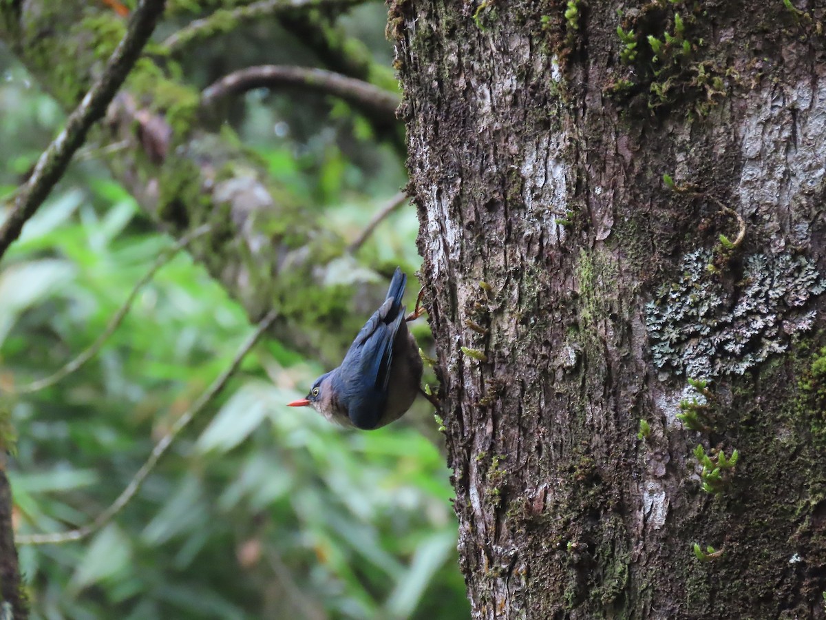 brhlík červenozobý - ML636523036