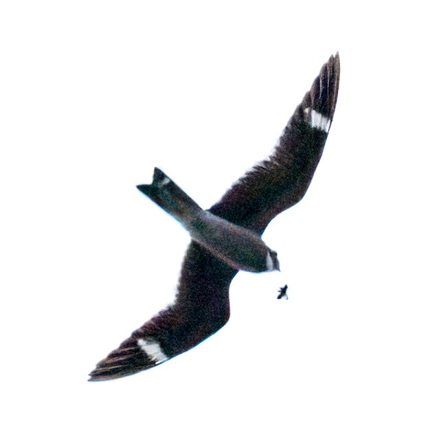 Common Nighthawk - ML636523060