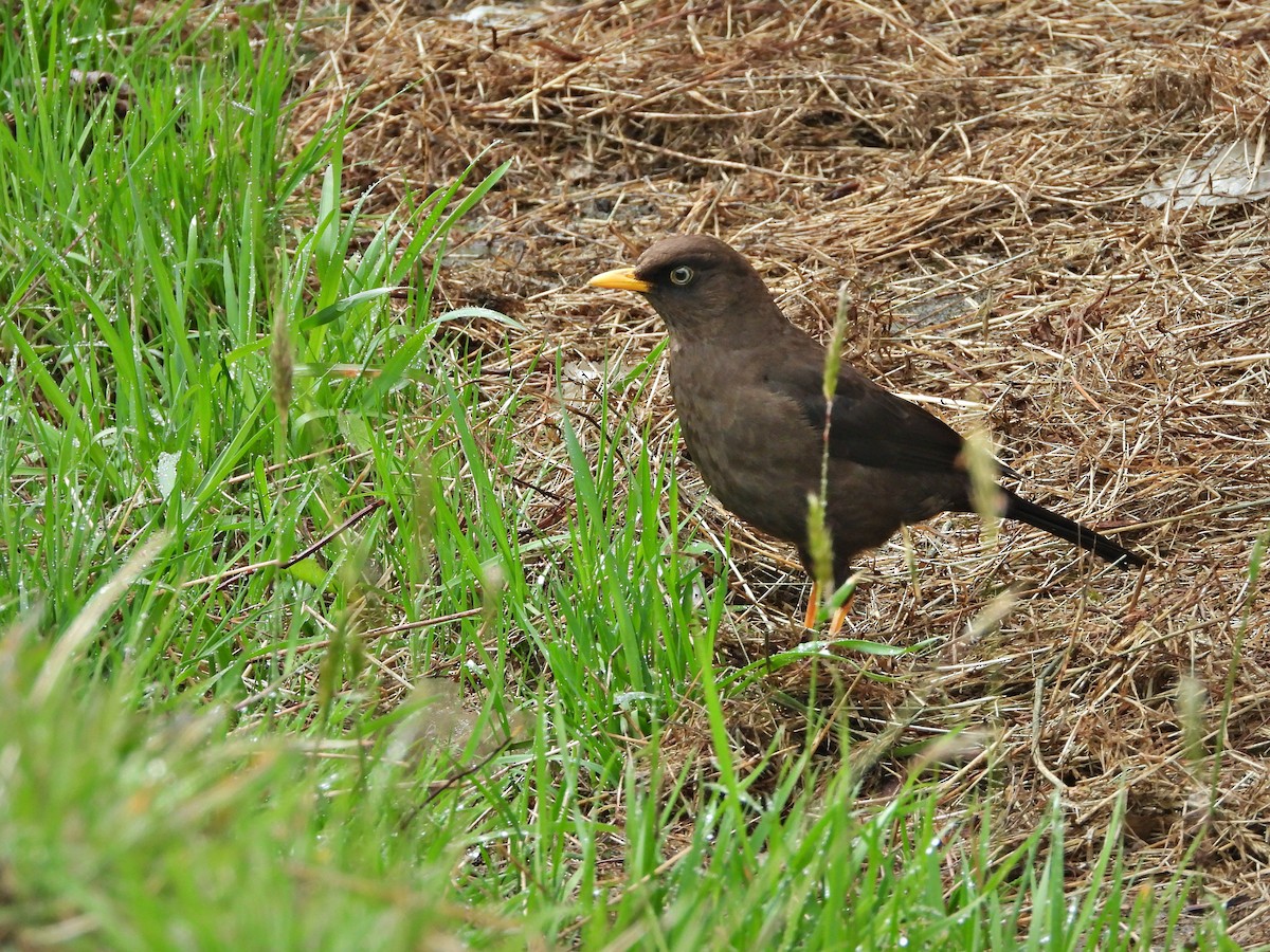 Sooty Thrush - ML636523080