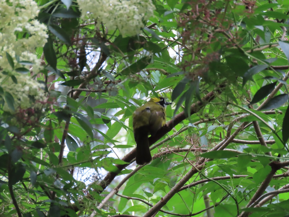 Yellow-eared Bulbul - ML636523095